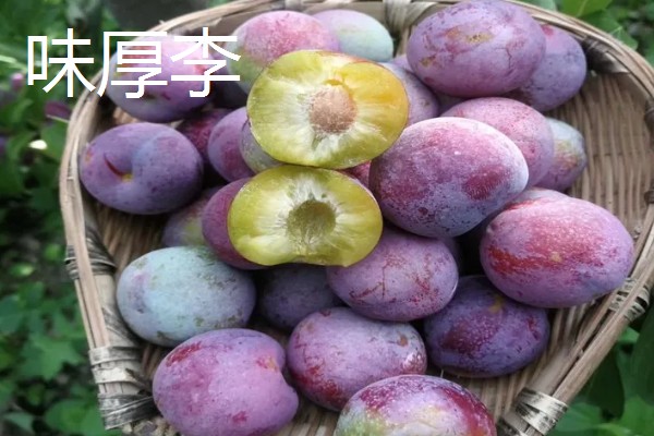 有什么好吃的杏李，恐龙蛋、味帝等品种口感好