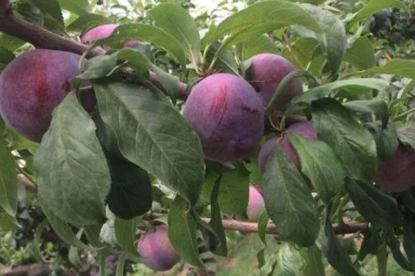 有什么好吃的杏李，恐龙蛋、味帝等品种口感好