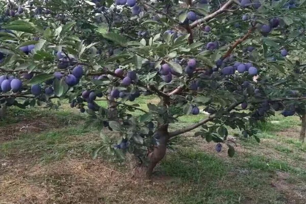 有什么好吃的杏李，恐龙蛋、味帝等品种口感好