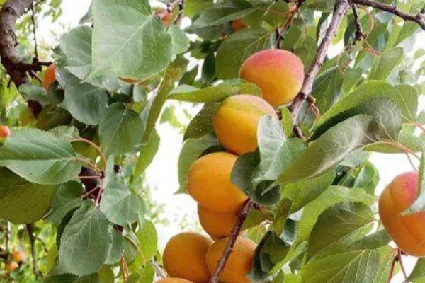 有什么好吃的杏李，恐龙蛋、味帝等品种口感好