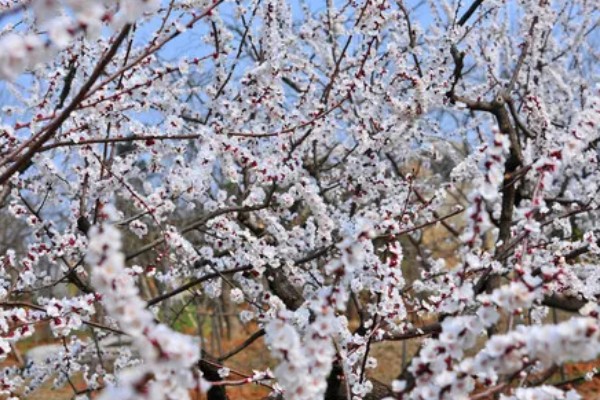 有什么好吃的杏李，恐龙蛋、味帝等品种口感好