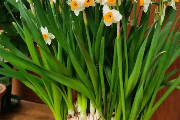 水仙花开完花后如何处理,需及时把残花剪除