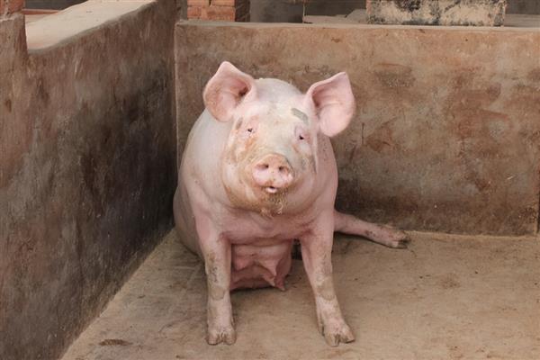 母猪配种当天要不要喂食，饲喂后可为它提供能量