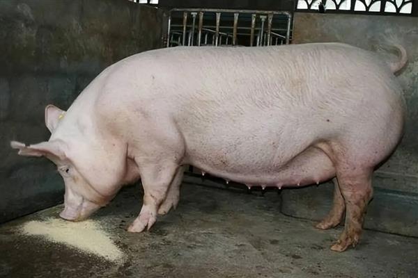 母猪配种当天要不要喂食，饲喂后可为它提供能量