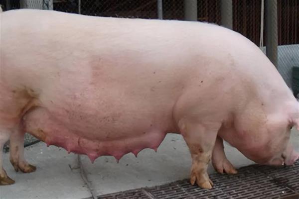 母猪配种当天要不要喂食，饲喂后可为它提供能量