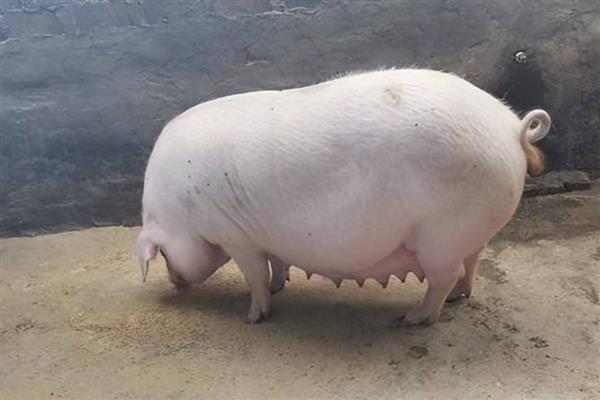 母猪配种当天要不要喂食，饲喂后可为它提供能量