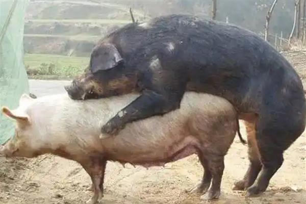 母猪配种当天要不要喂食，饲喂后可为它提供能量