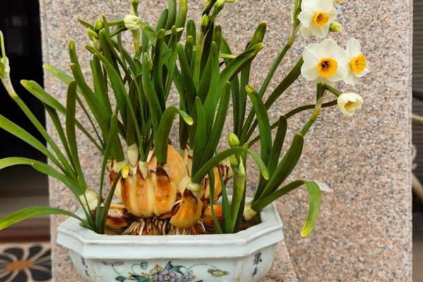 水仙花开完花后如何处理,需及时把残花剪除