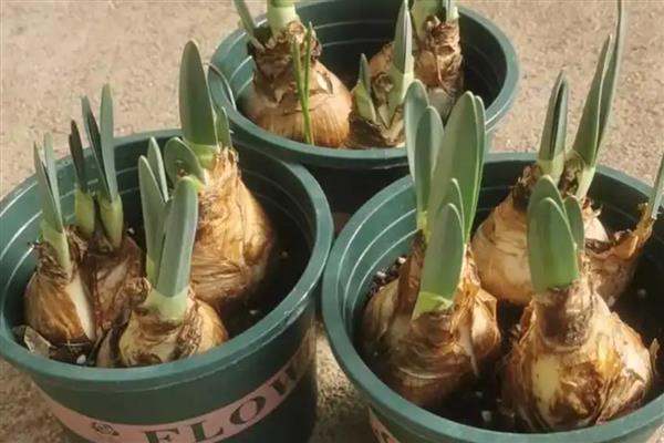 水仙花开完花后如何处理,需及时把残花剪除