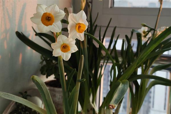 水仙花开完花后如何处理,需及时把残花剪除