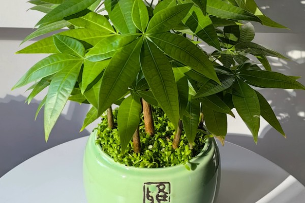 发财树冬天怎么养,应摆放到采光比较好的地方养