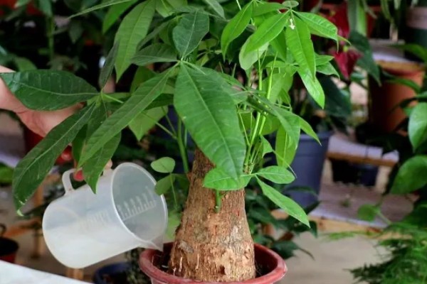 发财树冬天怎么养,应摆放到采光比较好的地方养