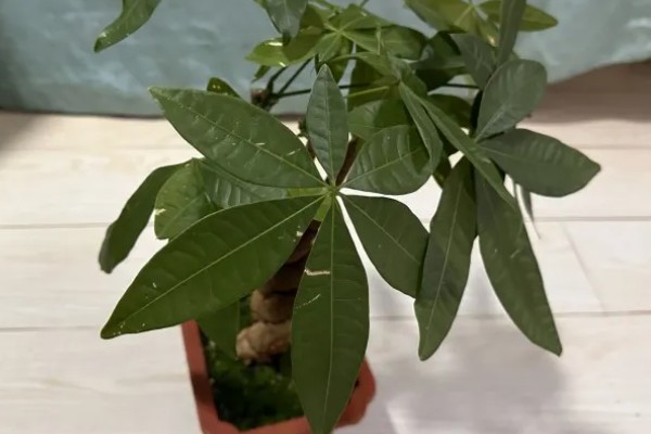 发财树冬天怎么养,应摆放到采光比较好的地方养