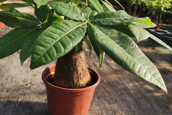 发财树冬天怎么养,应摆放到采光比较好的地方养