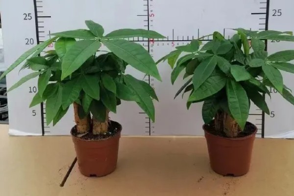 发财树冬天怎么养,应摆放到采光比较好的地方养