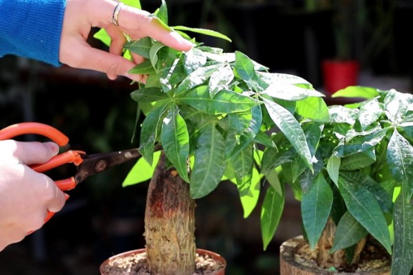 发财树冬天怎么养,应摆放到采光比较好的地方养