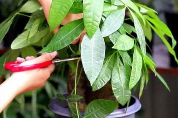 发财树冬天怎么养,应摆放到采光比较好的地方养