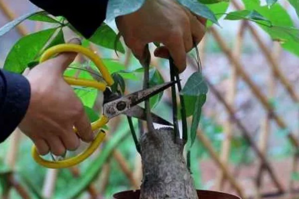 发财树冬天怎么养,应摆放到采光比较好的地方养