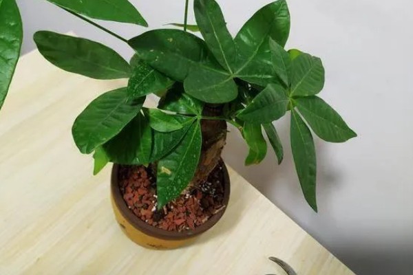 发财树冬天怎么养,应摆放到采光比较好的地方养