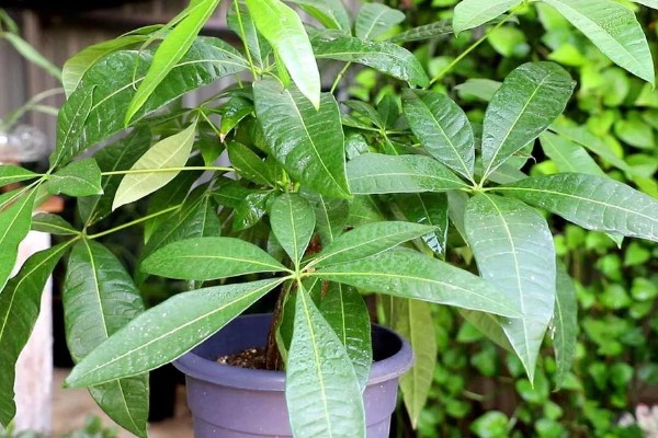 发财树冬天怎么养,应摆放到采光比较好的地方养