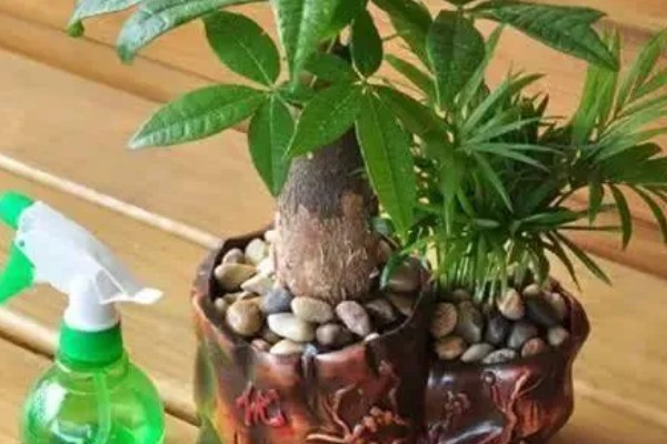 发财树冬天怎么养,应摆放到采光比较好的地方养