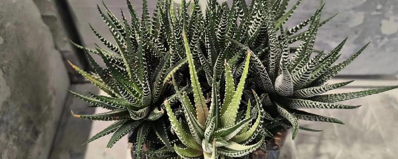 条纹十二卷开花后怎么办，剪除花剑可以节省养分