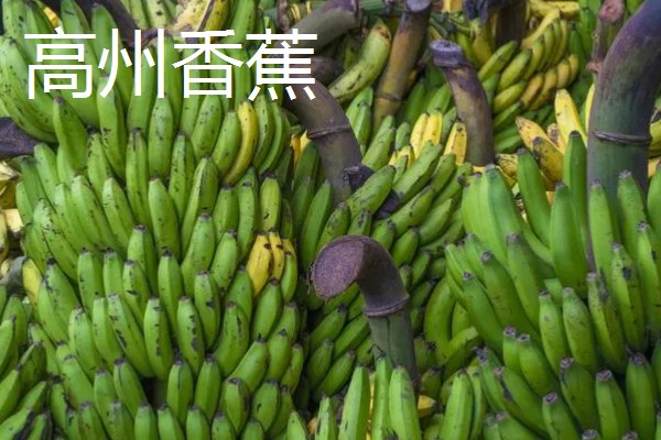 广东省高州市的水果特产，有高州香蕉、高州龙眼等