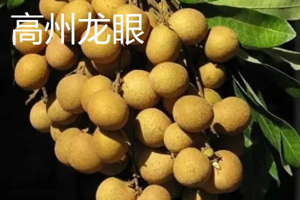 广东省高州市的水果特产，有高州香蕉、高州龙眼等