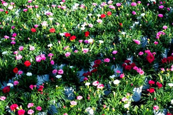 已经开花的康乃馨如何养护,将其移到有充足散射光的地方