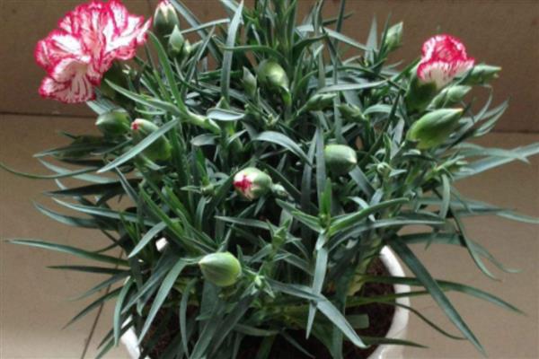 已经开花的康乃馨如何养护,将其移到有充足散射光的地方