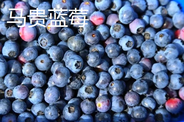 广东省高州市的水果特产，有高州香蕉、高州龙眼等