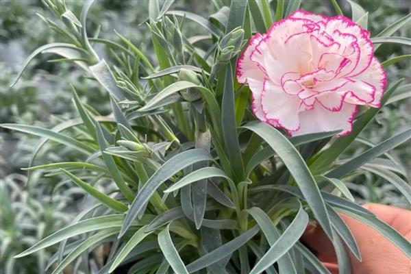 已经开花的康乃馨如何养护,将其移到有充足散射光的地方