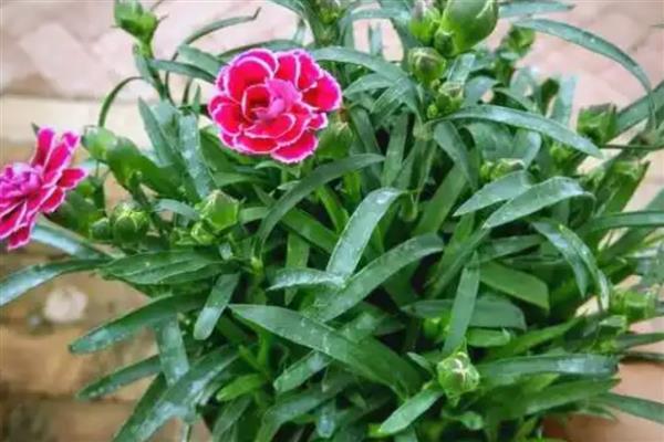 已经开花的康乃馨如何养护,将其移到有充足散射光的地方