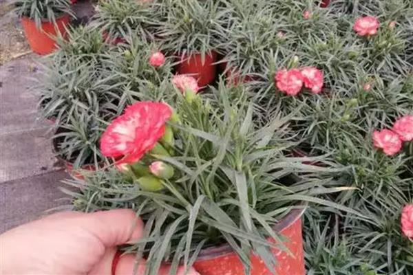 已经开花的康乃馨如何养护,将其移到有充足散射光的地方