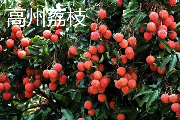 广东省高州市的水果特产，有高州香蕉、高州龙眼等