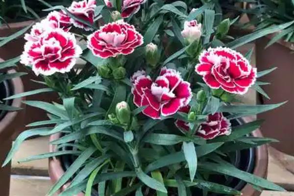 已经开花的康乃馨如何养护,将其移到有充足散射光的地方
