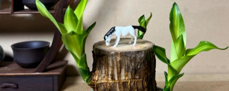 巴西木叶子发黄怎么处理，及时遮蔽强光的直射暴晒