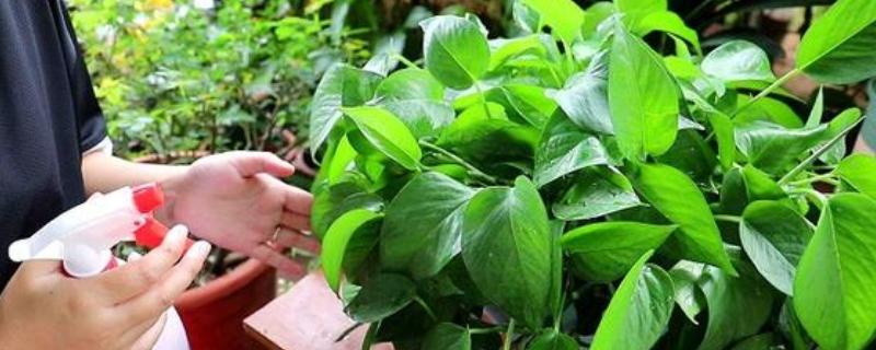 绿萝几天浇水一次，根据季节的变化而调整