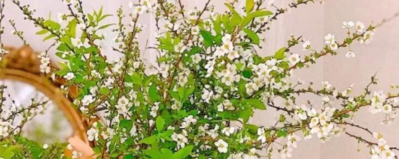 干枝雪柳的养殖方法，在生长期需要做好追肥管理