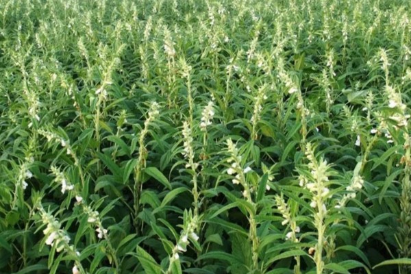 芝麻简介，是一年生直立草本植物