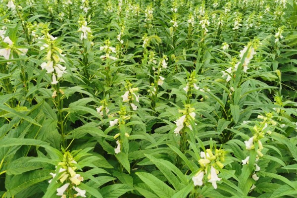 芝麻简介，是一年生直立草本植物