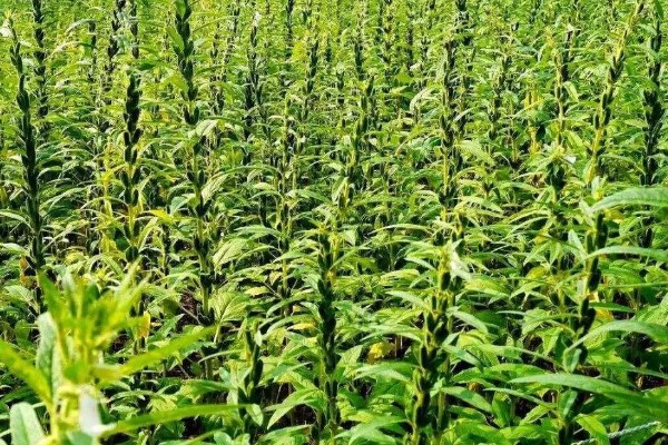 芝麻简介，是一年生直立草本植物