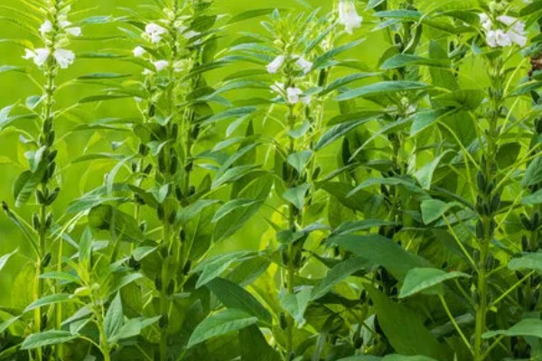 芝麻简介，是一年生直立草本植物