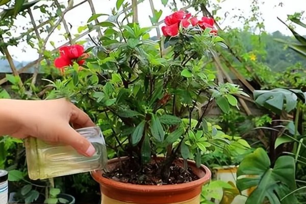 杜鹃换盆后能浇水吗，换盆后是需要浇水的