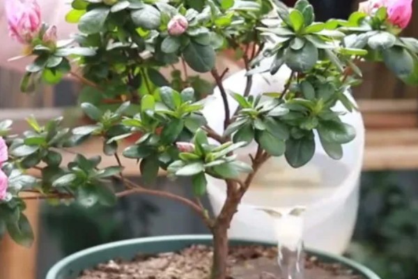 杜鹃换盆后能浇水吗，换盆后是需要浇水的