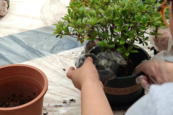 杜鹃换盆后能浇水吗，换盆后是需要浇水的