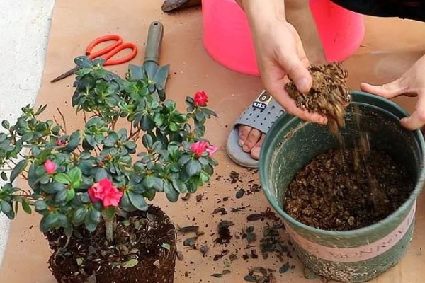 杜鹃换盆后能浇水吗，换盆后是需要浇水的