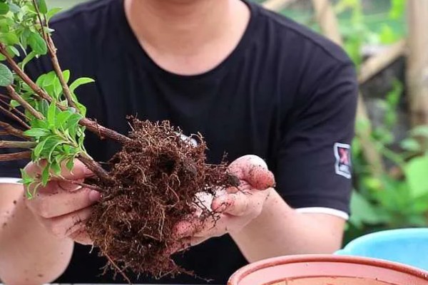 杜鹃换盆后能浇水吗，换盆后是需要浇水的