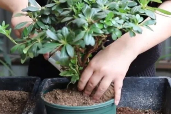 杜鹃换盆后能浇水吗，换盆后是需要浇水的