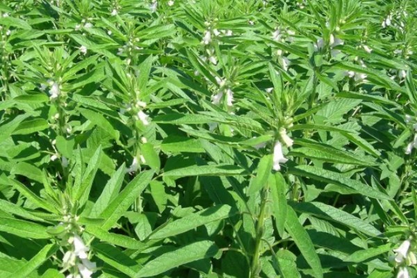 芝麻简介，是一年生直立草本植物